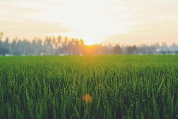 Padi dan rumput berfungsi sebagai produsen. 
