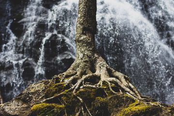 Fototropisme adalah pertumbuhan organisme sebagai bentuk respon terhadap cahaya.