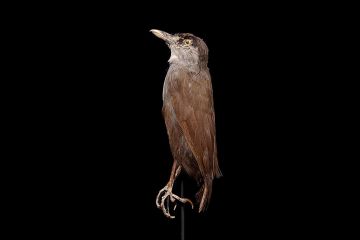 Burung Pelanduk kalimantan adalah spesies burung penyanyi misterius di dalam kelurga Timaliidae.