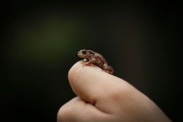 Katak Paedophryne merupakan salah satu jenis hewan terkecil di dunia.