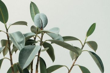 5 Jenis Gerak Nasti pada Tumbuhan
