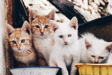 Mengapa Kucing Memiliki Kumis?