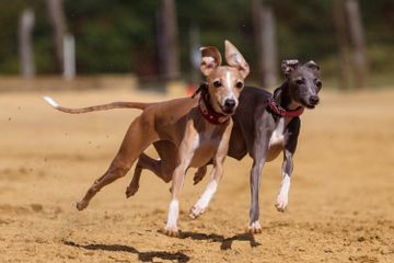 Dari Mana Asal Anjing Greyhound?