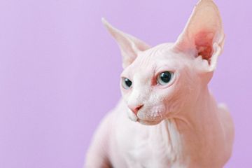 Mengapa Kucing Jenis Sphynx Tidak Memiliki Bulu pada Tubuhnya?