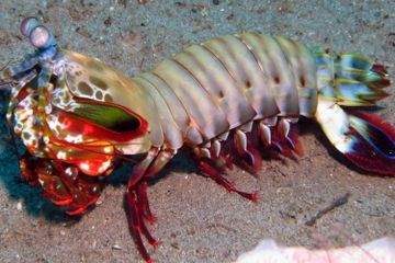 Apa Itu Udang Sentadu?