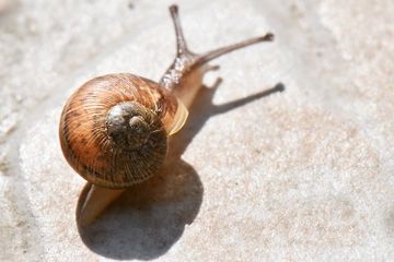 Apakah Siput Punya Kaki?