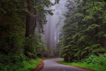 Menjaga kelestarian hutan menjadi tanggung jawab semua pihak demi kehidupan yang lebih baik.