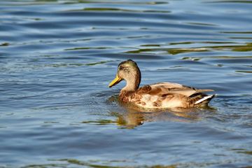 Benarkah Bebek Termasuk Jenis Burung?