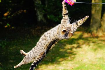 Mengapa Kucing Mendarat dengan Selamat Meski Jatuh dari Ketinggian?