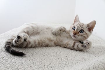 Kucing juga sering kali ijadikan sebagai makna kiasan dalam idiom bahasa Inggris.