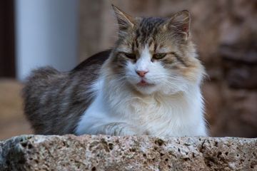 Kucing Berbulu atau Berambut?