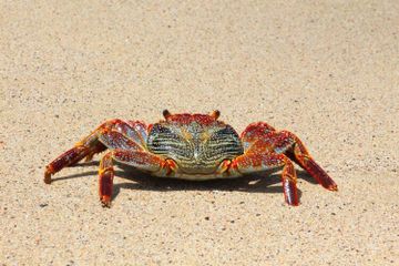 4 Perbedaan Kepiting dan Rajungan Berdasarkan Bentuk Tubuh dan Habitat