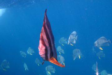 Sejumlah hewan laut memiliki keunikan yang menari untuk dipelajari.