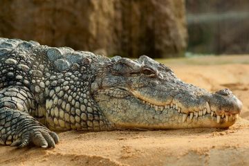 Contoh Idiom Bahasa Inggris yang Menggunakan Unsur Hewan Buaya