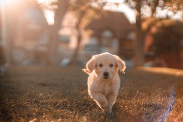 Anjing adalah hewan yang bagian hidungnya selalu basah.