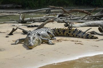 Buaya air asin menjadi satu-satunya buaya terbesar di dunia.