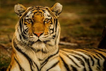 Harimau suka sekali berendam di dalam air.