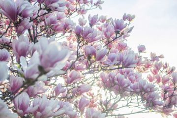Dalam bahasa Inggris, musim semi disebut dengan spring.
