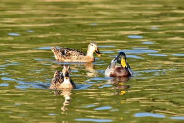 Mengapa Bulu Bebek Berminyak?