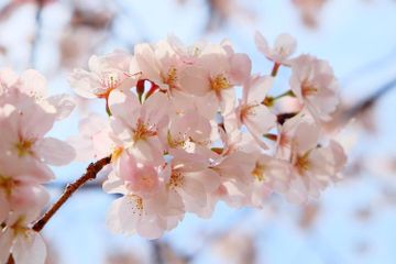Berapa Jumlah Kelopak Bunga Sakura?