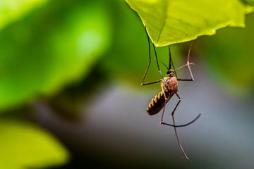 Peringati Hari Malaria Sedunia, Kenali Tanda dan Gejala Penyakit Malaria