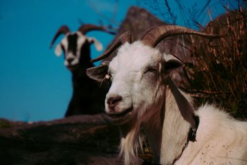 Benarkah Kambing Tidak Bisa Hidup Tanpa Teman?