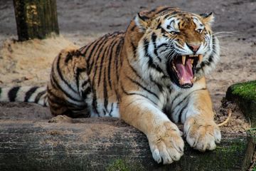 Mengapa Harimau Makan Daging Mentah?