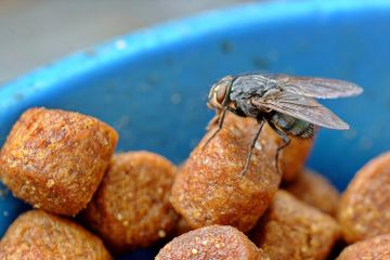 Lalat merupakan serangga yang suka hinggap di berbagai tempat, termasuk hinggap di makanan.