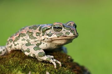 Benarkah Bentuk Kaki Katak Beragam?