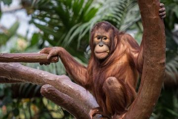 Orang utan adalah salah satu hewan primata.