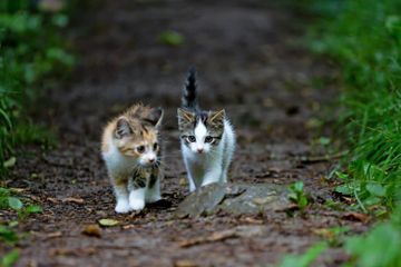 Report text ditulis berdasarkan hasil penelitian dan pengamatan salah satunya tentang kucing domestik.