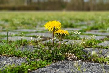 Rumput liar yang tidak diinginkan di halaman rumah bisa diatasi dengan beberapa bahan alami.