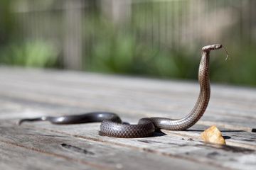 Bukan dengan Garam, Bagaimana Cara Ampuh Mengusir Ular yang Masuk ke Rumah?