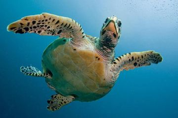 Berapa Lama Penyu Bisa Hidup?