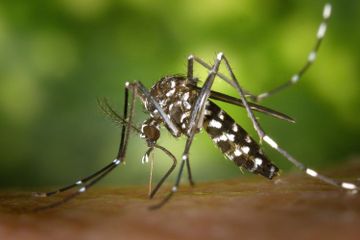 Kecil-Kecil Cabe Rawit, Ini 8 Serangga yang Dapat Membahayakan Manusia