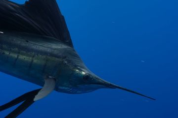 Hewan Laut Tercepat di Dunia, Salah Satunya Sailfish