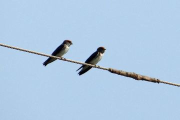 Sarangnya Banyak Diincar, Ini 5 Fakta Menarik Burung Walet
