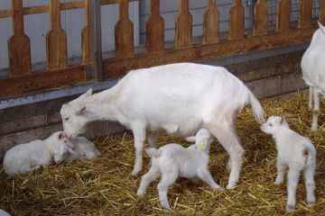 Kandungan Nutrisi dan Manfaat Susu Kambing Etawa bagi Kesehatan