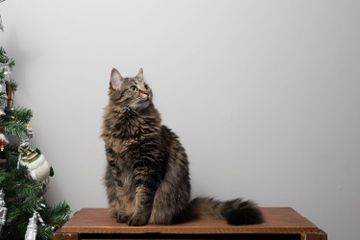 Bagaimana Cara Membiasakan Kucing Buang Kotoran di Kotak Pasir?