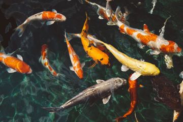 Apakah Ikan Juga Minum Air?