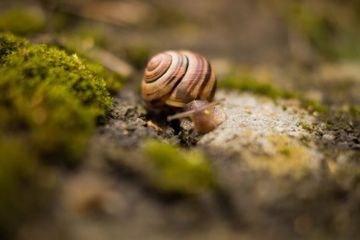 Siput bisa memiliki 10.000 hingga 30.000 gigi.