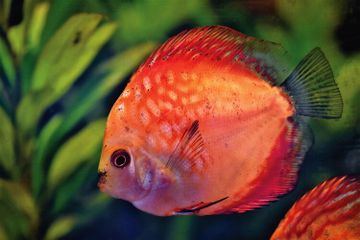 3 Fakta Ikan Red Devil yang Dilarang di Indonesia