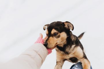 Seberapa Kuat Indra Penciuman Anjing?