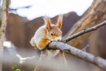 Jawab Soal Bahasa Inggris Materi 'Squirrel', Kelas VII SMP