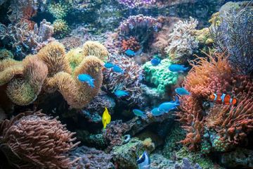 Aquascape merupakan salah satu jenis seni di dalam air dengan cara menggabungkan beberapa elemen.