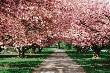 Apa Arti Bunga Sakura bagi Masyarakat Jepang?