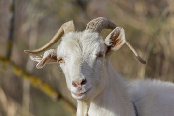 Apakah Kambing Termasuk Hewan Cerdas?