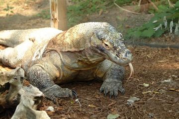 Apakah Komodo Hewan Purba?