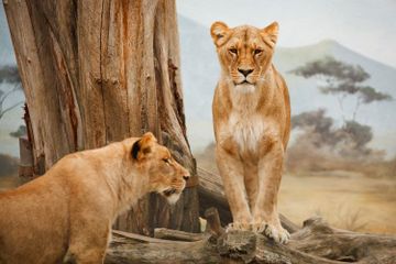 Perkawinan Singa Betina dan Harimau Jantan Menghasilkan Tigon, Apa Itu Tigon?