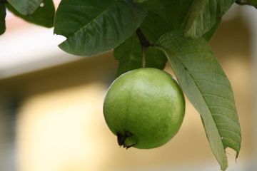 Bisa Direbus, Apa Saja Manfaat Rebusan Daun Jambu Biji?
